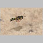 Cerceris arenaria - Grabwespe 01a 12mm beim Nestanflug mit Ruesselkaefer.jpg